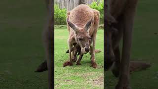 Mother Kangaroo Cradling Her Baby in the Wild  Heartwarming Wildlife Moment 🦘🐾 [upl. by Betthel]