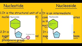 Nucleotide vs Nucleoside Fast Differences and Comparison [upl. by Lazaro]