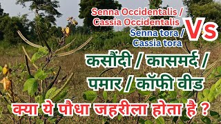 Cassia Occidentalis VS Cassia tora  इन दोनों की पहचान क्या है  कौन सा जहरीला है   पमार कसौंदी [upl. by Ahcsap]