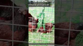 Malunggay leaves benefits for chickens shorts chicken farmer buhi freerangechickenfarming buhi [upl. by Nagam]