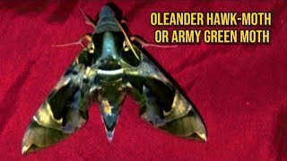 Oleander hawkmoth or army green moth [upl. by Anrat]