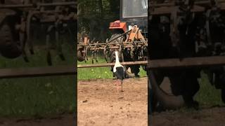 Graceful stork hunting for frogs and bugs while the fields being worked [upl. by Yonatan]