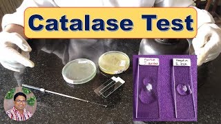 Bacterial Identification Tests Catalase Test [upl. by Silloh]