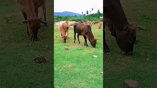 beautiful wild cattle cowvideos wildcow trending trendingshorts [upl. by Yenitirb473]