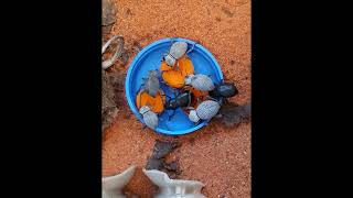 Desert Beetles Eating Carrot [upl. by Hsina]