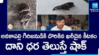 Anakapalle Tribal Caught valuable Insect stag beetle  One Crore Insect  SakshiTV [upl. by Nonnag]