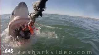 Shark Minutes White Shark Tooth Exam [upl. by Brice]