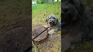 Balu spielt Fußball puppy welpenliebebolonkazwetna [upl. by Xuerd728]