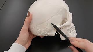 Skull Anatomy Series The 5 Cranial Sutures  Part 2 of 9 [upl. by Lahcar]