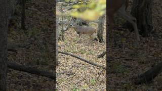 BIGGEST BUCK to Date FULL VIDEO Friday bowhunting deerseason shorts [upl. by Aikkin]