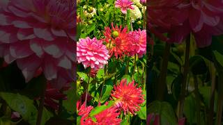 Most beautiful cottage garden ever Dahlia flower beds mackinacisland flowergarden garden [upl. by Emelina117]