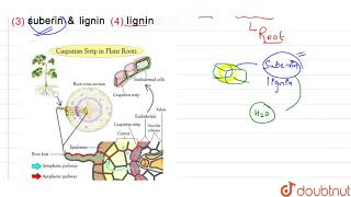 casparian strip is fomred by depposition of [upl. by Dhaf]