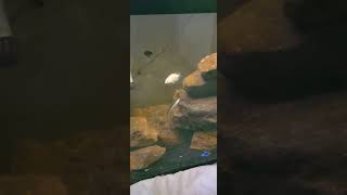 Cichlid breeding update fish aquarium aquariumaquascape fishaquarium cichlid [upl. by Lirpa515]