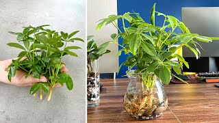 Propagating the schefflera plant as an aquatic plant that cleans dust in the air [upl. by Etteniotnna]