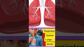 Working model of respiratory system l lungs 🫁 model with balloon shorts youtubeshorts [upl. by Gabby]