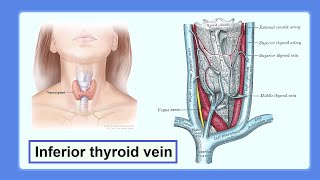 inferior thyroid vein [upl. by Emse]