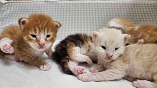 Kittens 2 Weeks Old  Livestream [upl. by Harpole]