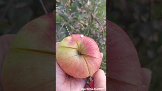 Organic fruit farming 🍎🥝🍑🍐🥑 seasonal fruitfarming fruitharvest gardeninglover7469 [upl. by Nois]