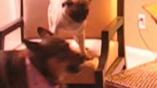 Dog fight Pug verses Coyote [upl. by Nanny]