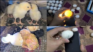 How to hatch a chicken eggs  fancy chicken eggs hatch [upl. by Enilada]