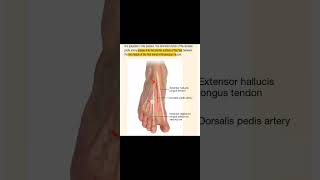 dorsalis pedis artery [upl. by Aihcila]