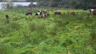 Super tall grass on a 60 ish day rest galloway shorthorn cattle grazing out in Ireland [upl. by Kala720]