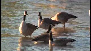 THE MIGRATION OF THE CANADA GOOSE [upl. by Yam]