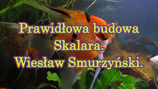 Prawidłowa BUDOWA Skalara [upl. by Yecam]