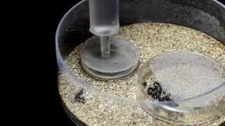 Tar Heel Ants Growth Chamber Video 2  Raising Queen Ants [upl. by Loleta]