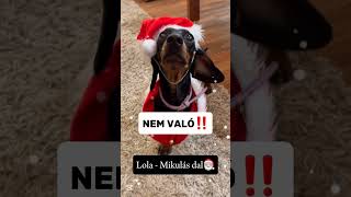 Lola mikulás dala🎅🏼 Saját szöveg♥️ Remélem tetszik😉 [upl. by Flemings]