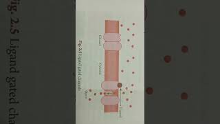 Ligand gated channel diagramneet neetpreparation biology [upl. by Gintz201]