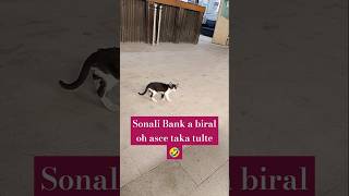 Sonali Bank a biral oh sokal sokal asce taka tute 🤣 funny video cat narayanganj [upl. by Conroy]