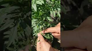 Want fuller bushier marigolds Try the pinching method ✂️🌿iamthegardener marigoldpinching [upl. by Ahseela175]