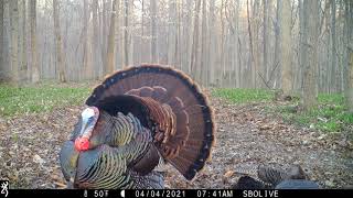 Eastern Wild Turkey Strutting Around Hens  Browning Recon Force Advantage [upl. by Lyssa213]