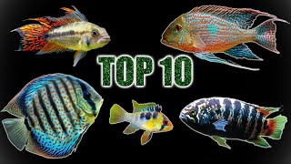 Top 10 Cichlids for Planted Tanks [upl. by Marcoux]