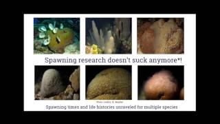 Coral Spawning Research amp Larval Propagation [upl. by Ettevey]