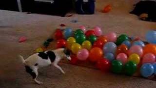 DOG vs BALLOONS [upl. by Oalsecnew]