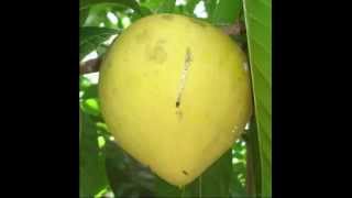 Health Benefits of Canistel Fruit [upl. by Liba]