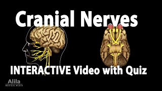 NEW INTERACTIVE Video with Quiz Cranial Nerves  Anatomy and Physiology [upl. by Larrad170]