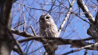 Barred Owl Call [upl. by Eicnahc527]