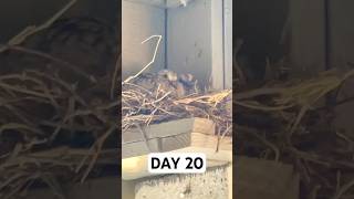 Day 20 Two Baby Pigeons Growing Strong 🐥 Nesting Journey [upl. by Dulcy64]