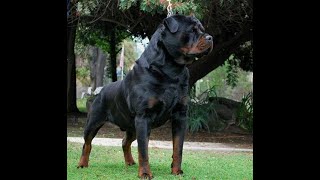 Von ruelmann Rottweilers day in the life of a German Rottweiler Breeder Episode 1 [upl. by Ived]