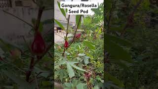 Rosella Gongura seed Pods so rich in nutrition S098 shorts ytshorts plants garden nature [upl. by Shetrit315]