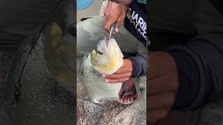 Piranhas Bite Stronger Than Megalodon facts ancientcreatures wildlife dangerouswildlife [upl. by Ardnic]