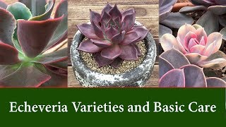 Echeveria Varieties  Easy to Grow Succulents Care and Watering [upl. by Ennovehs]