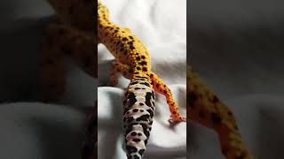 Leopard gecko [upl. by Adnyc]