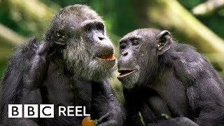 Chimpanzees are ‘just like us’  BBC REEL [upl. by Auos]