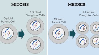 Meiosis amp Mitosis  Difference between mitosis and meiosis  TarGET zone [upl. by Hospers]