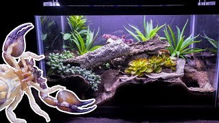 Naturalistic Burrowing Scorpion Vivarium [upl. by Rramaj]