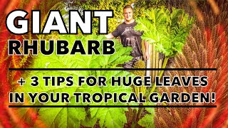 Unleashing the Gunnera Manicata amp Tips for Giant Tropical Leaves [upl. by Drahsir]